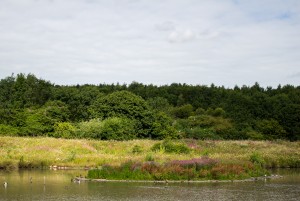 Existing shingle island habitat by Andrew Tinmouth