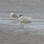 GULLS