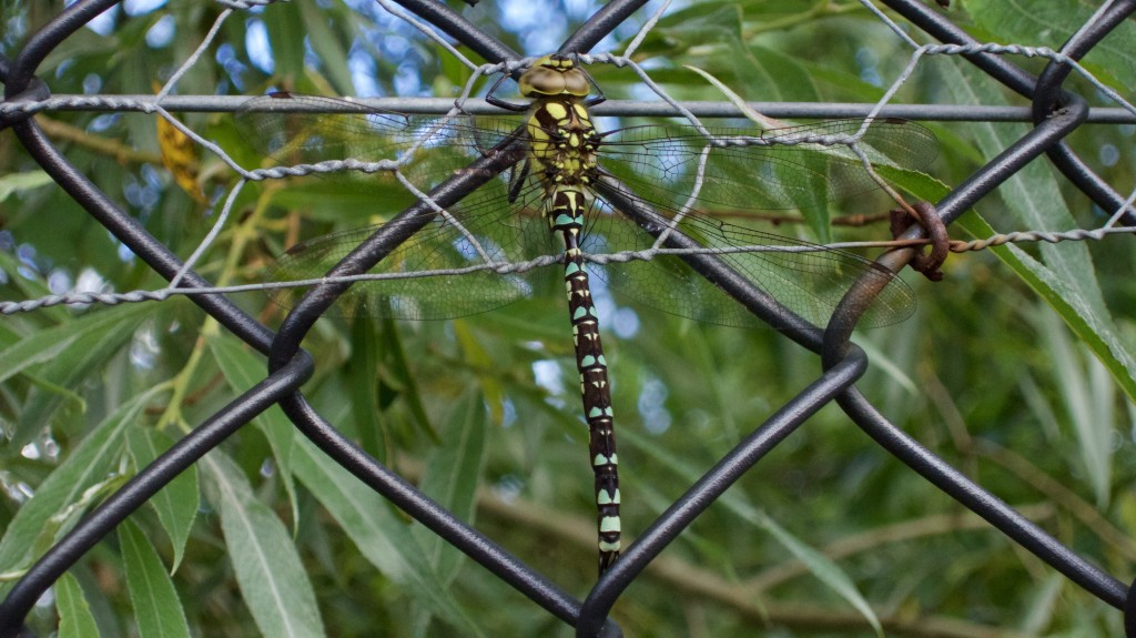 Southern Hawker