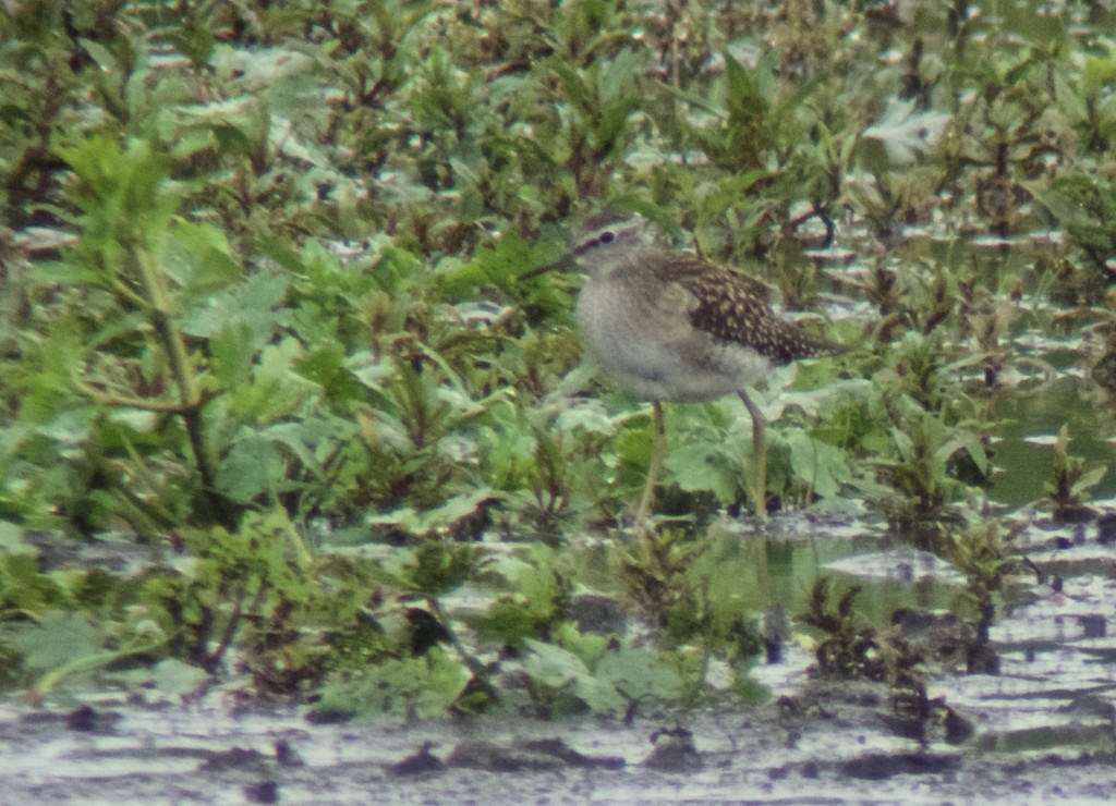 Wood Sandpiper on Vinson's Marsh (photo: T. Disley)