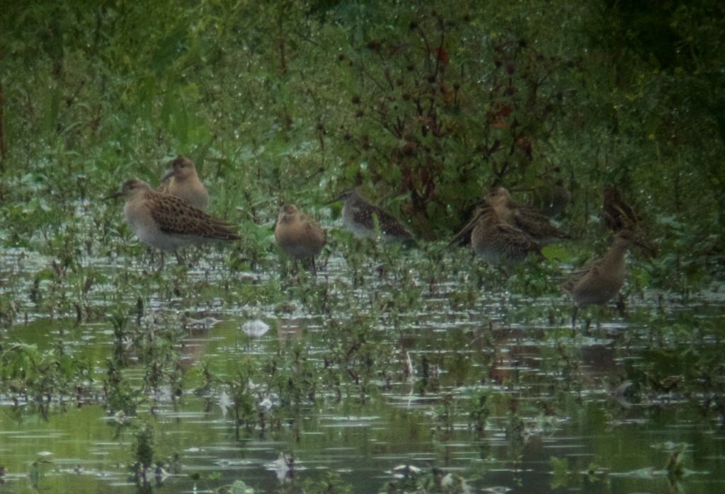 Wood Sandpiper with Ruff and Snipe (photo: T. Disley)