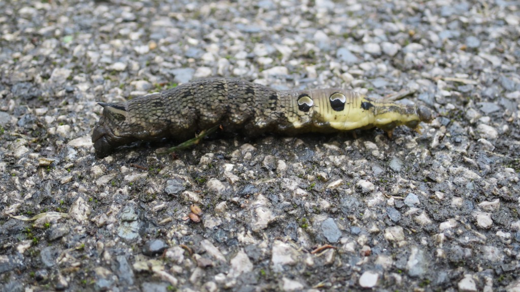Elephant Hawkmoth Caterpillar walking across the path today (photo: T. Disley)