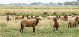 Manx flock by Nigel Cooke