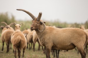 Manx ram and herd by Nigel Cooke