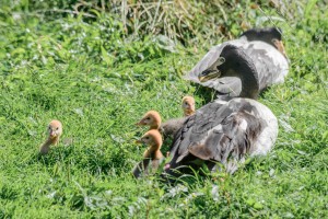 Martin Mere August 12th 2015-266