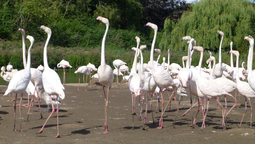 Gradually, a larger group of yet-to-nest flamingos gather together and they all keep head-flagging together. 