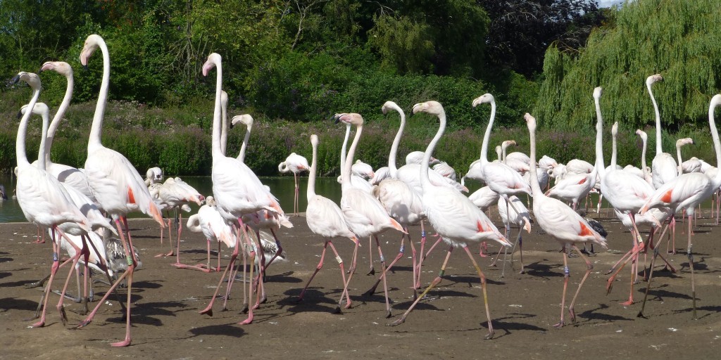 And they're off! Marching is not as coordinated in this species as it is in say the lesser flamingo. Like their Caribbean cousins, marching greaters look like more of a noisy rabble. But it is the height of their display and shows just how excited the birds have gotten themselves. 