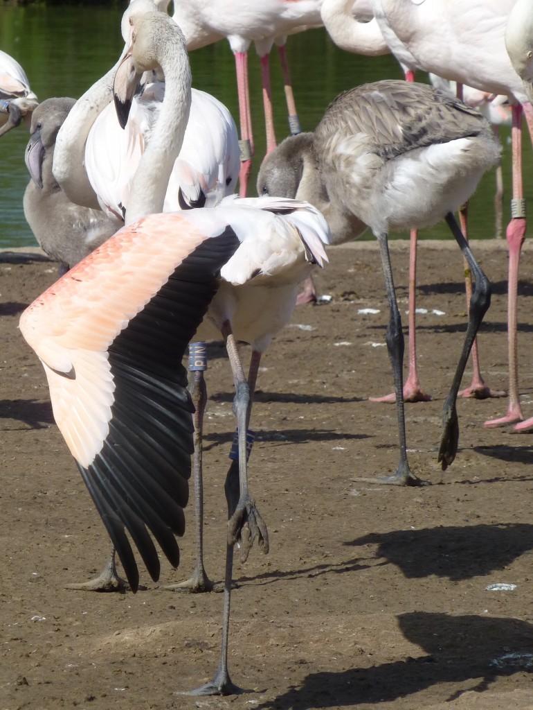 See the black wing feathers? When these start to drop out and flamingos go into "wing moult" that's when you can tell that breeding will have finished for that year. In this summer, birds hung on to their feathers for longer, probably spurred on by the large group of nesting flamingos and the good weather. 