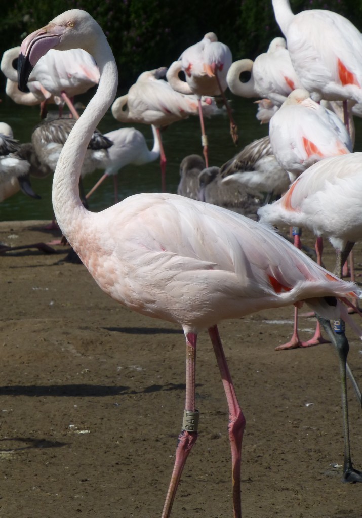 The pink blush that is still evident on the breast of this greater flamingo is the remains of the "make up" that it would have used in Spring to look beautiful and attract a mate. 