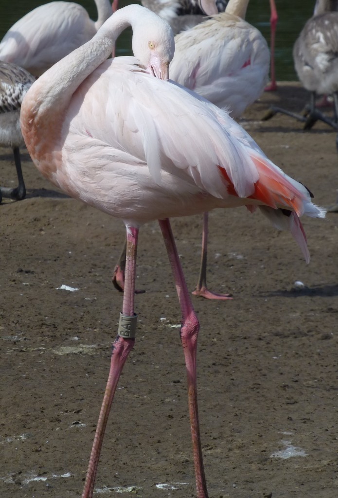 This pink blusher would normally be worn off come July and August but the fact that some birds are still flushed pink is a sign that they were still looking for a partner, therefore the second round of breeding that occurred is not surprising. The flamingos are clearly kept in good condition to be able to remain in breeding colours for nearly all of the summer. 