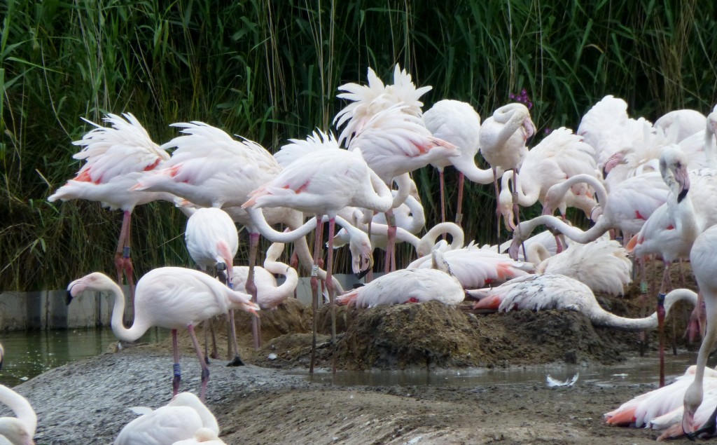 At the end of all of this display... And it's nesting round two. Several dozen eggs came from these new nests at the end of summer. It's a happy flock of flamingos that gets into breeding mode twice over!