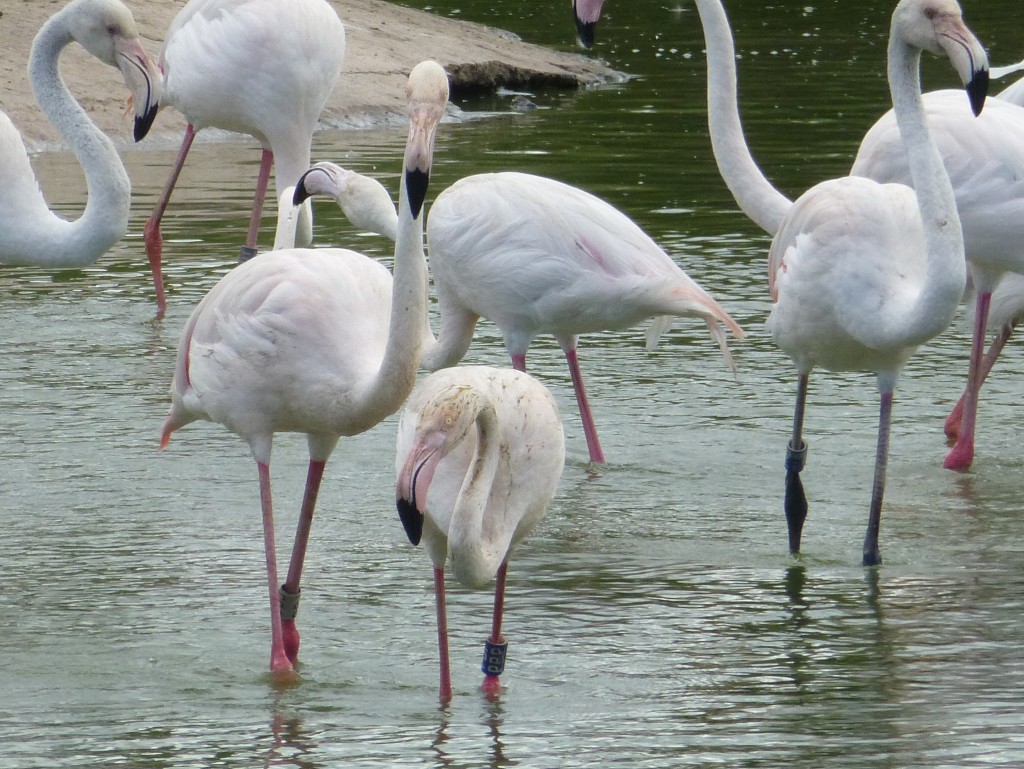 A male flamingo follows around a female. These birds have paired off following all of the summer dancing seessions.