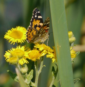 Painted Lady, MJMcGill