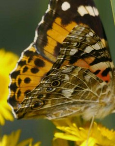 Painted Lady- underwing, MJMcGill