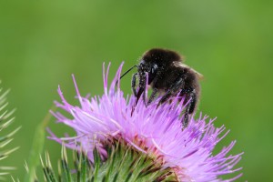 Ruderal bumblebee by Georgette Taylor