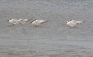 Sandwich Terns, MJMcGill