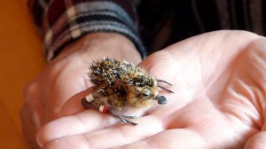 A spoon-billed sandpiper chick under the care of WWT's  bird keepers
