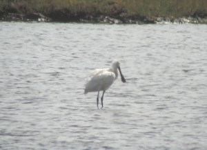 Spoonbill