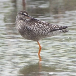 Spotted Redshank, South Lake, MJMcGill