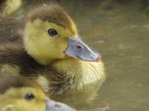 Baer's pochard