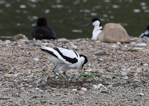 Avocet with chicks by Ian Hamilton