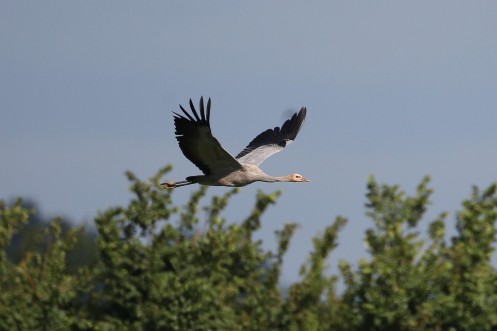 Wild young crane in Somerset (c) John Crispin