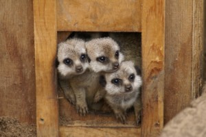 baby meerkats