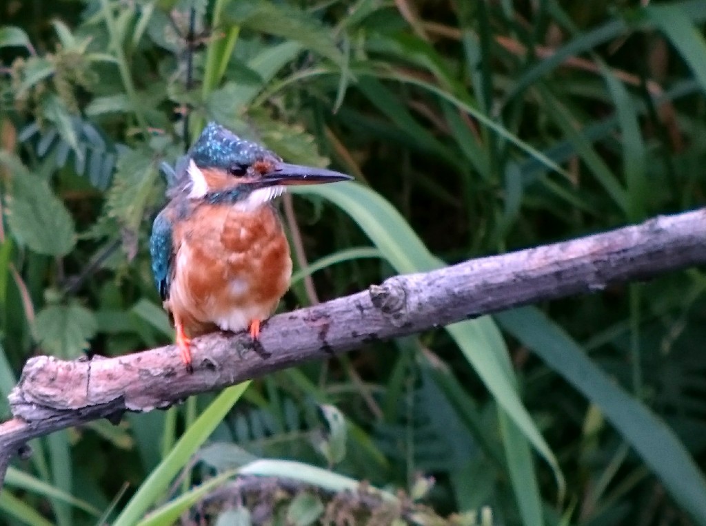 Kingfisher next to Millers Bridge
