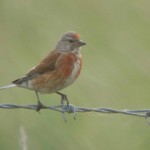 lINNET