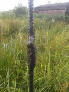 Grass snake caught by the Scrape Hide had a large lunch - are we missing any water voles?  