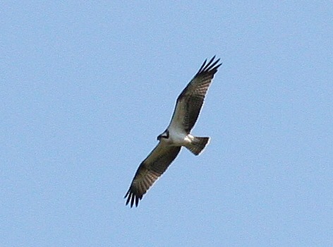 The osprey over WWT Arundel snapped by Russell Tofts