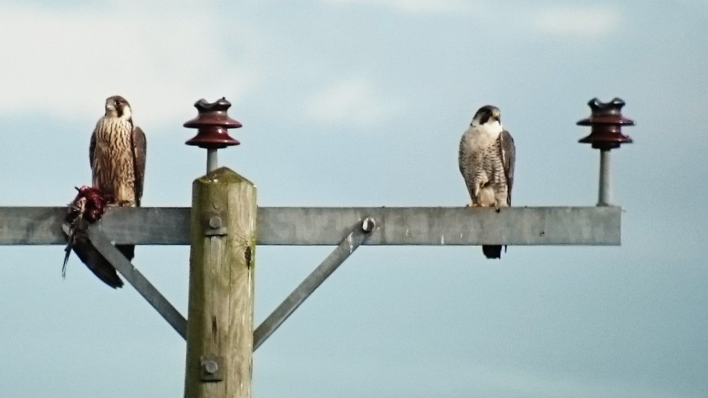 Streaky juvenile with prey on the left. Barred adult on the right.