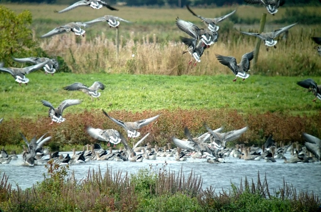 Pink-footed Geese dropping onto the Mere