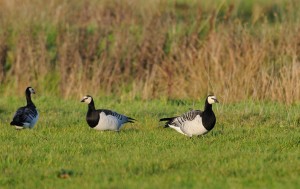 Three Barnacle Geese in a field