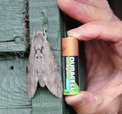 Convolvulvus Hawk-moth is a migrant from North Africa and Southern Europe