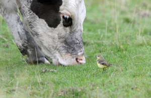 Yellow wagtail feeding by grazing cattle at WWT's HQ at Slimbridge in Gloucestershire