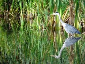 Grey Heron, Millennium Wetlands Cr. Rob Werran