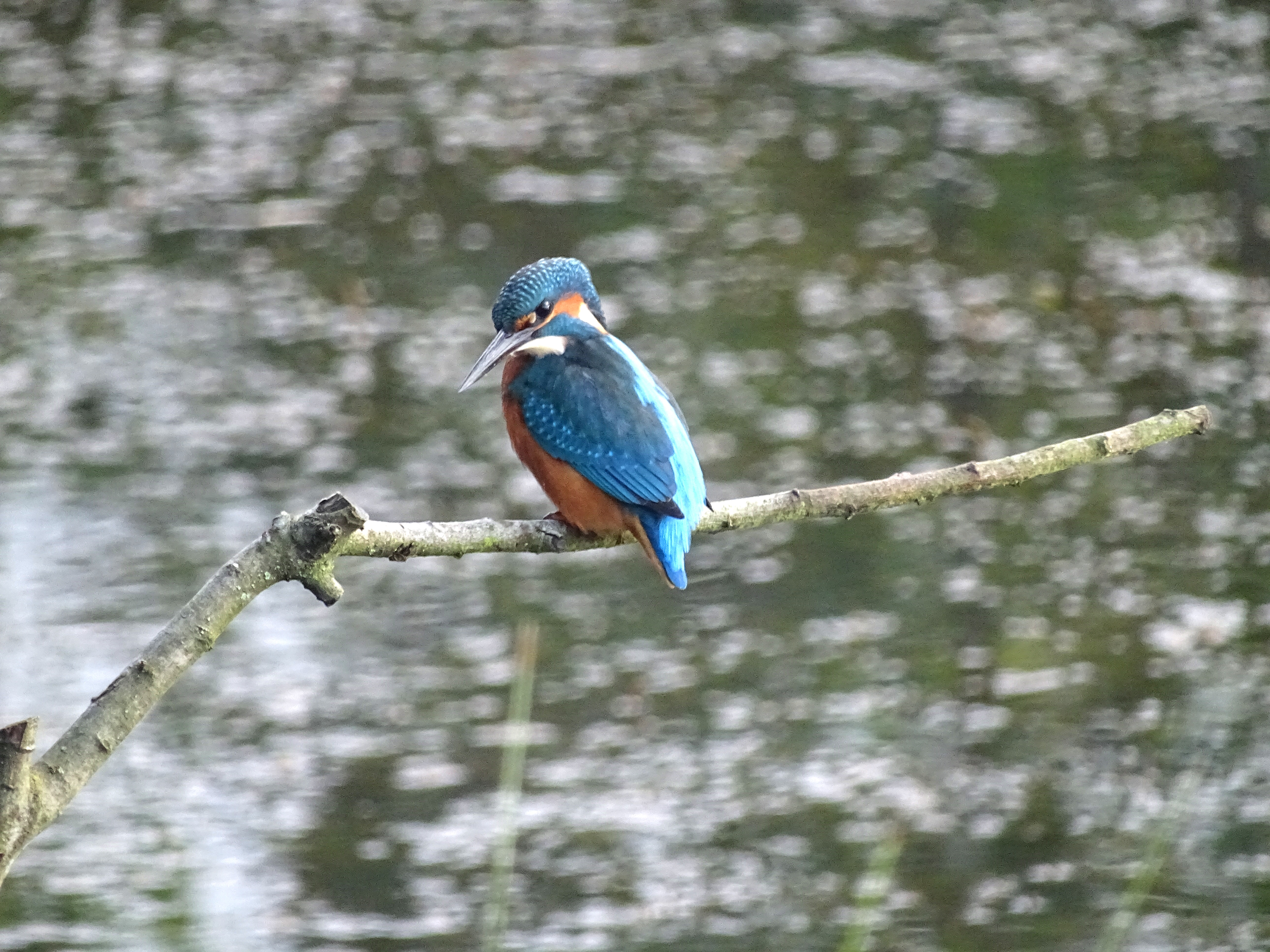 Kingfisher, Cr. Rob Werran