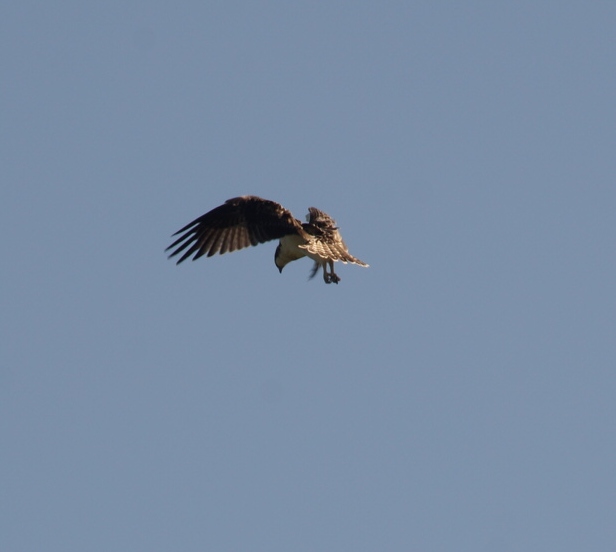 Osprey hovering, looking out for fish.