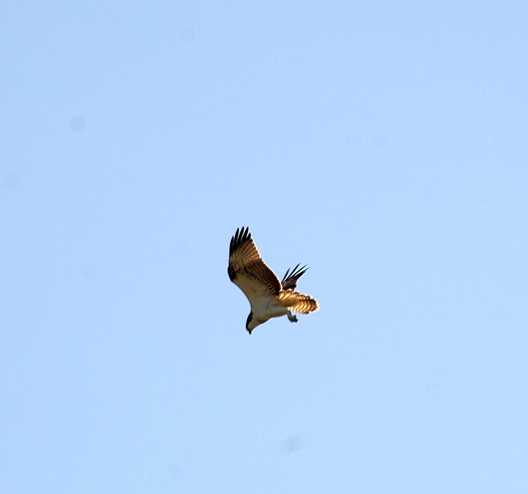 Osprey hovering