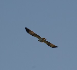 Osprey hovers high above the Scrape Hide