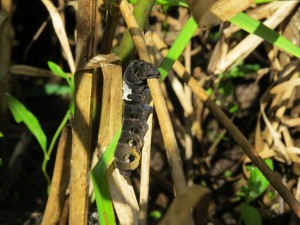 Hawkmoth caterpillar