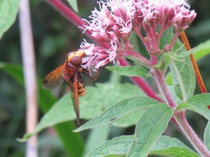 Nornet Hoverfly on hemp-agrimony flower
