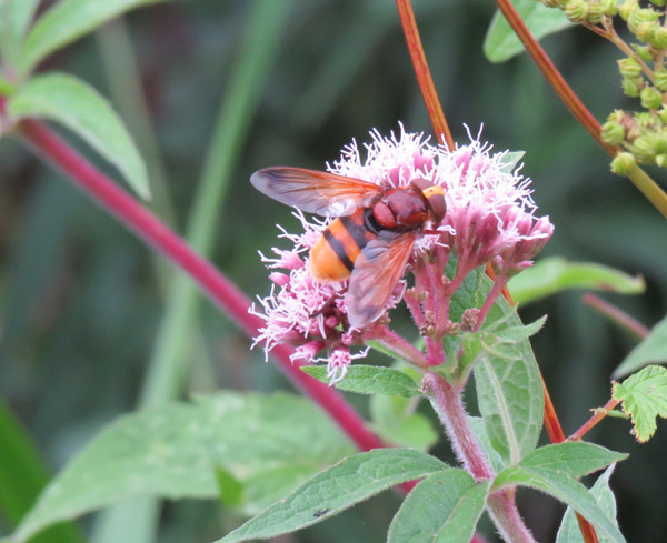 Hornet Hoverfly is the largest fly in the UK