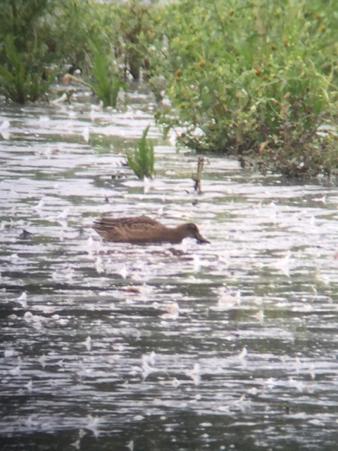 Garganey - picture by p smith