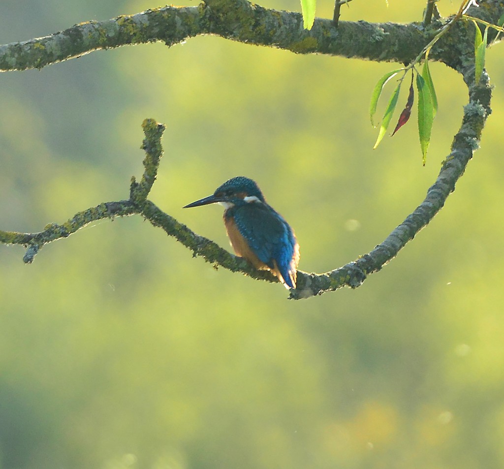 Kingfisher t the Scrape Hide