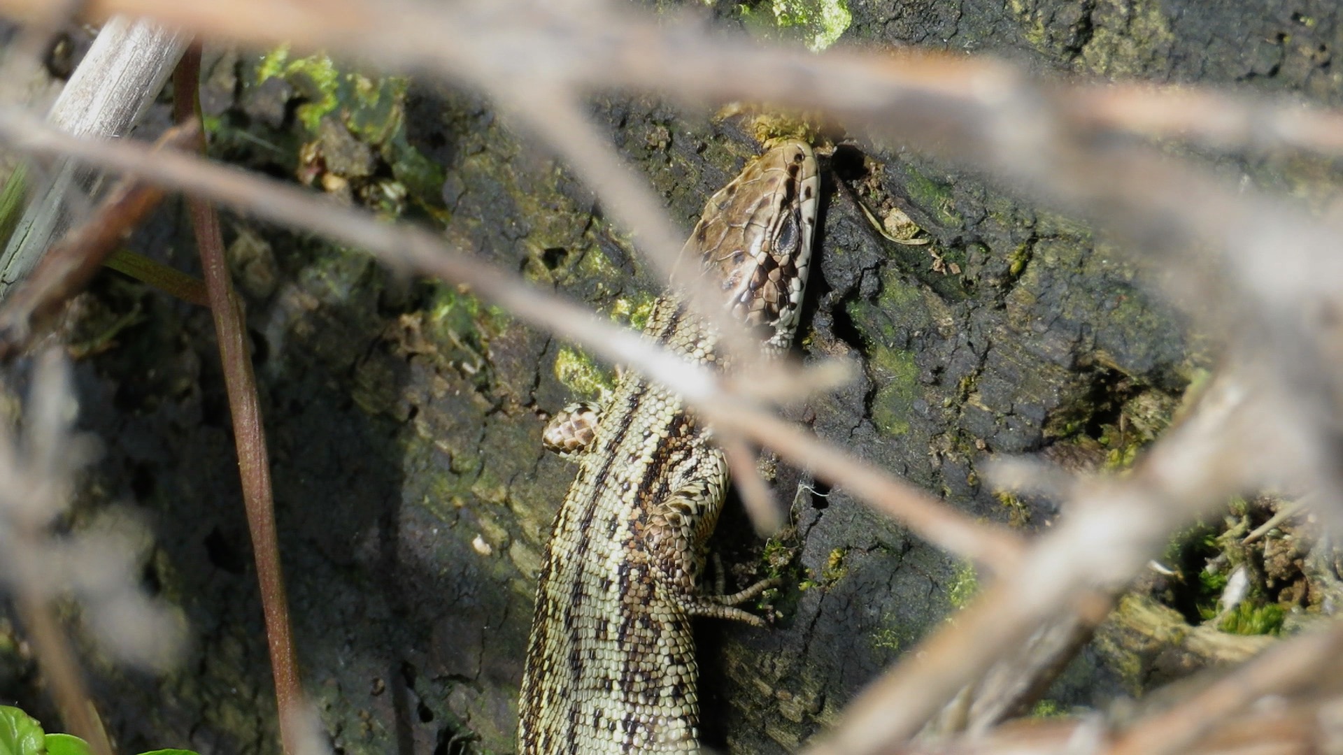 Lizard - Enjoying the Sun | WWT