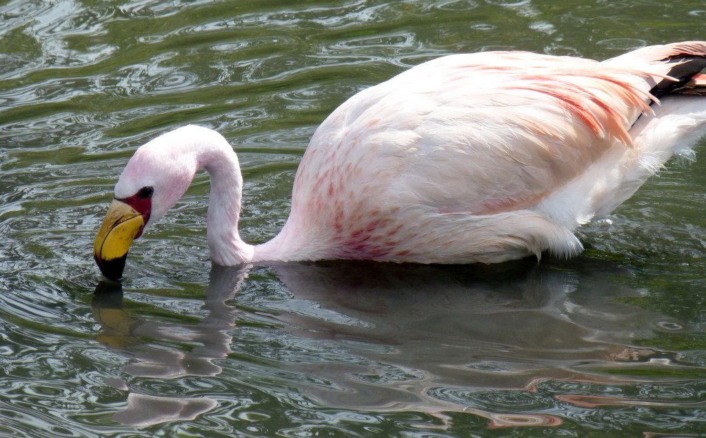 Always an independent soul, Mr James is very picky when it comes to flamingo friends. 