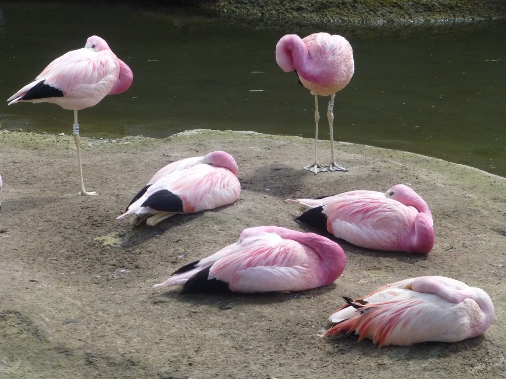 Relaxing with the group. Sometimes other birds will be tolerated. So long as they don't step out of line...