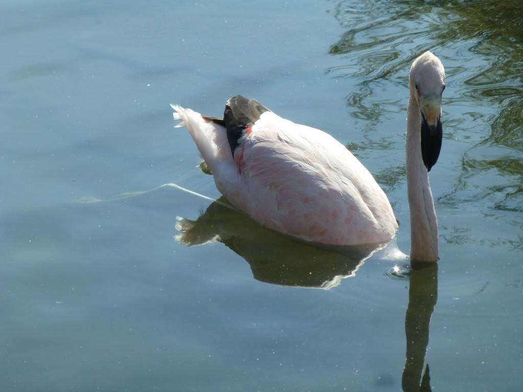 "JBB" - the flamingo of floating fame. Well, why not? If it's hot and sunny. All he needs is a lilo and a pina colada?! 